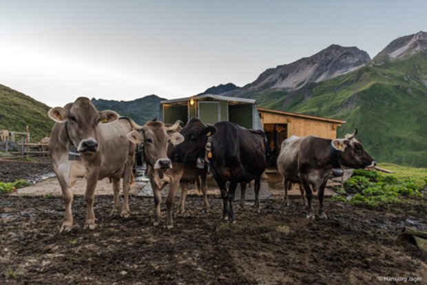 Kühe auf der Alp - nachhaltig oder nicht? Die unten vorgestellten Monitoring-Systeme können helfen. (Bild BauZ)