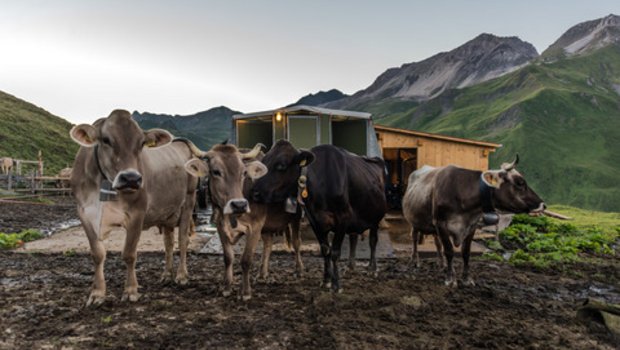 Kühe auf der Alp - nachhaltig oder nicht? Die unten vorgestellten Monitoring-Systeme können helfen. (Bild BauZ)