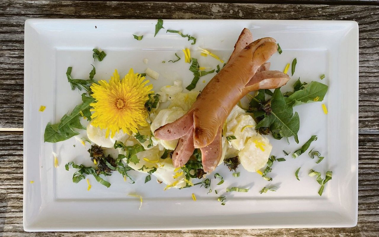 Grillzeit im Frühling: Cervelat auf Kartoffelsalat, garniert mit Löwenzahnblättern und gerösteten Löwenzahnkapern.