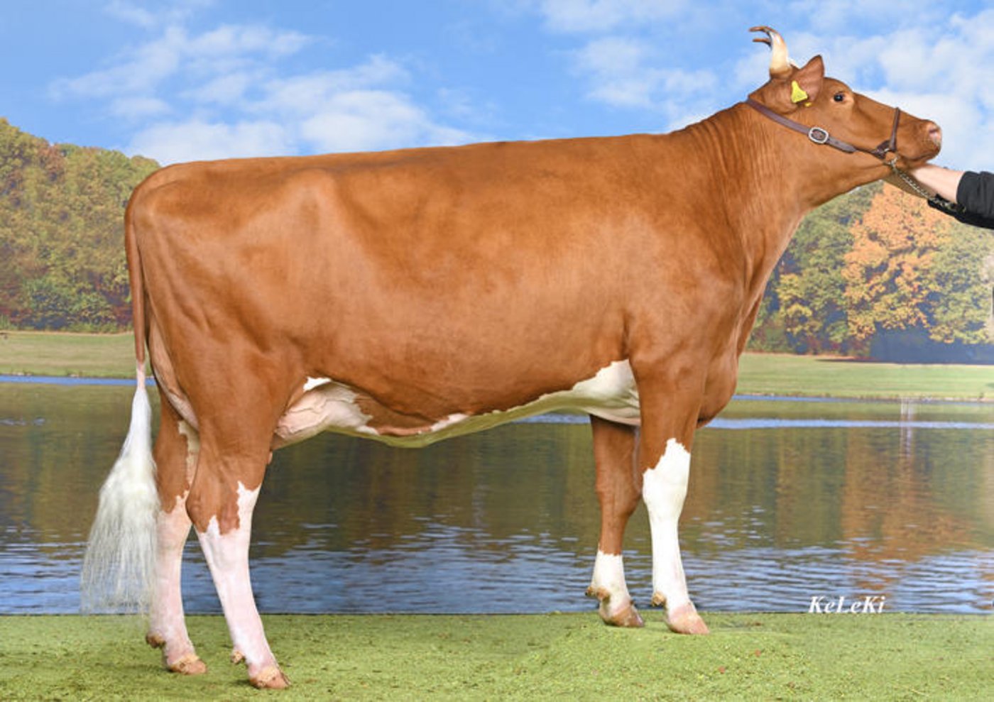 Eine Tochter: Kilian Tanga von Rolf Dummermuth aus Fahrni BE. (Bilder zVg)