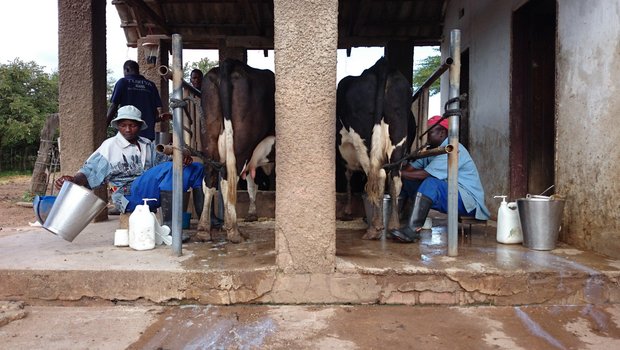 Handmelken in Kasisi/Sambia. Die Milch wird hauptsächlich noch an Parmalat verkauft. Auf dem nächsten Bild ... (Bilder Markus Schär)
