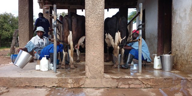Handmelken in Kasisi/Sambia. Die Milch wird hauptsächlich noch an  Parmalat verkauft. Auf dem nächsten Bild ... (Bilder Markus Schär)