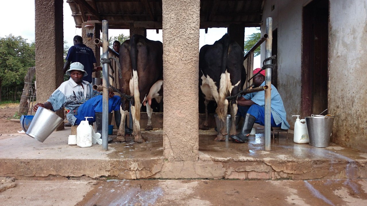 Handmelken in Kasisi/Sambia. Die Milch wird hauptsächlich noch an Parmalat verkauft. Auf dem nächsten Bild ... (Bilder Markus Schär)