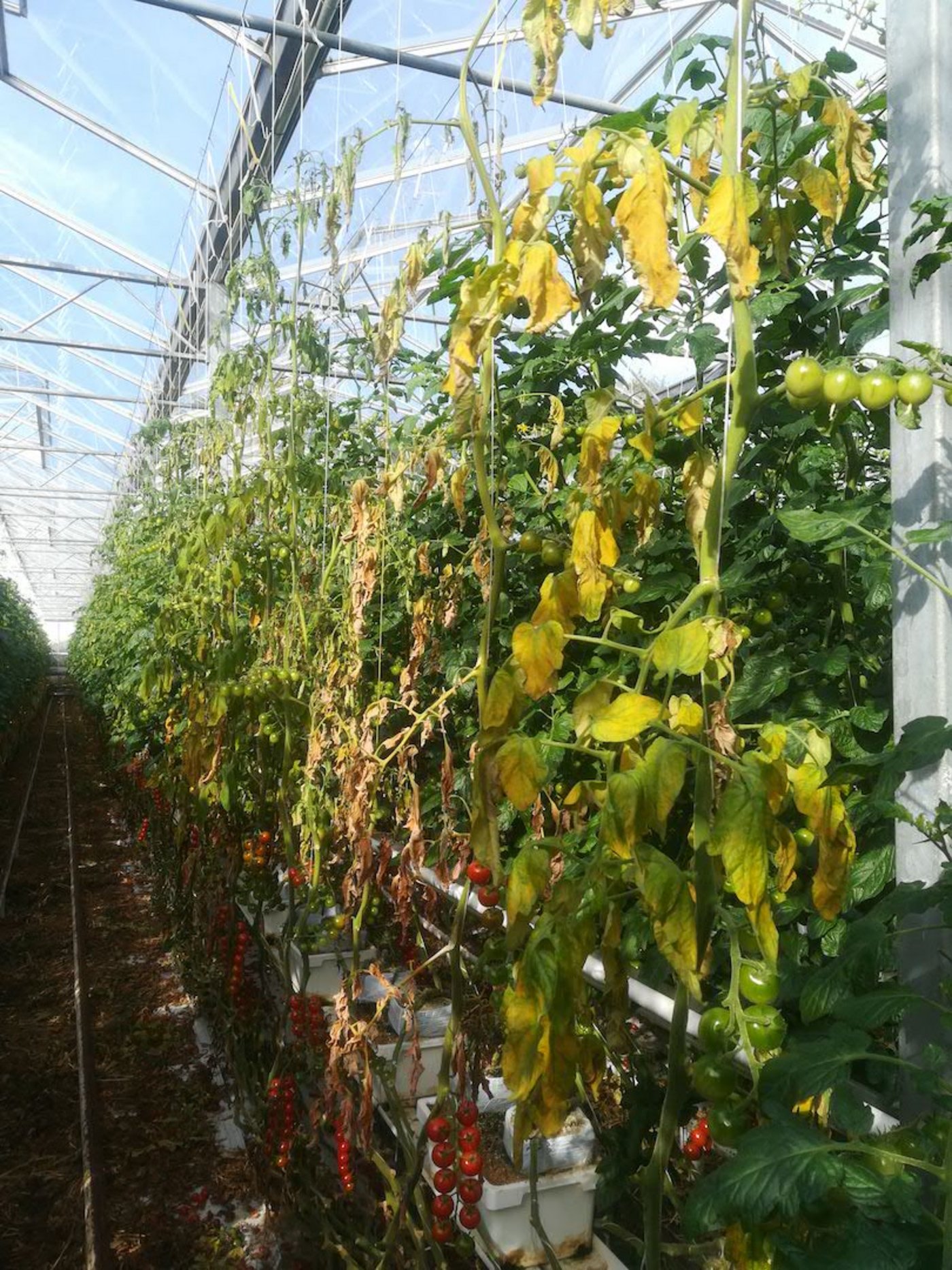 Der sogenannte Jordan-Virus kann in die Pflanze über kleinste Wunden eindringen und zu einem Totalausfall führen. (Bilder Scholz-Döbelin, Landwirtschaftskammer NRW)