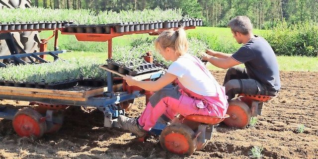 Die Familie musste viel ausprobieren: Für das Setzen der Lavandin-Pflanzen bauten sie eine Gemüsesetzmaschine um. 