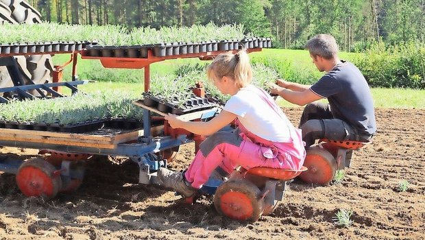 Die Familie musste viel ausprobieren: Für das Setzen der Lavandin-Pflanzen bauten sie eine Gemüsesetzmaschine um. 