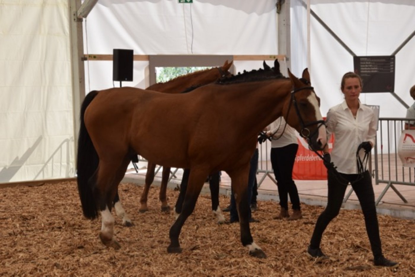 Auch Pferde dürfen nicht fehlen, denn auch die Pferdefachleute nehmen am Wettbewerb teil. 