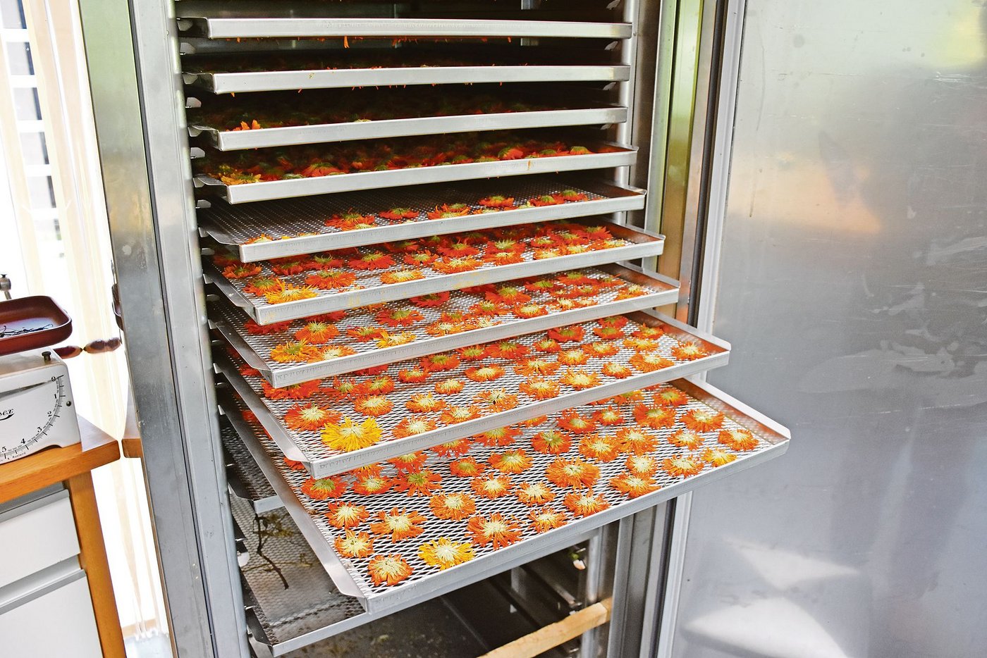 Viel Handarbeit: Die Köpfe der Ringelblumen werden einzeln auf die Bleche des Dörrofens gelegt. 