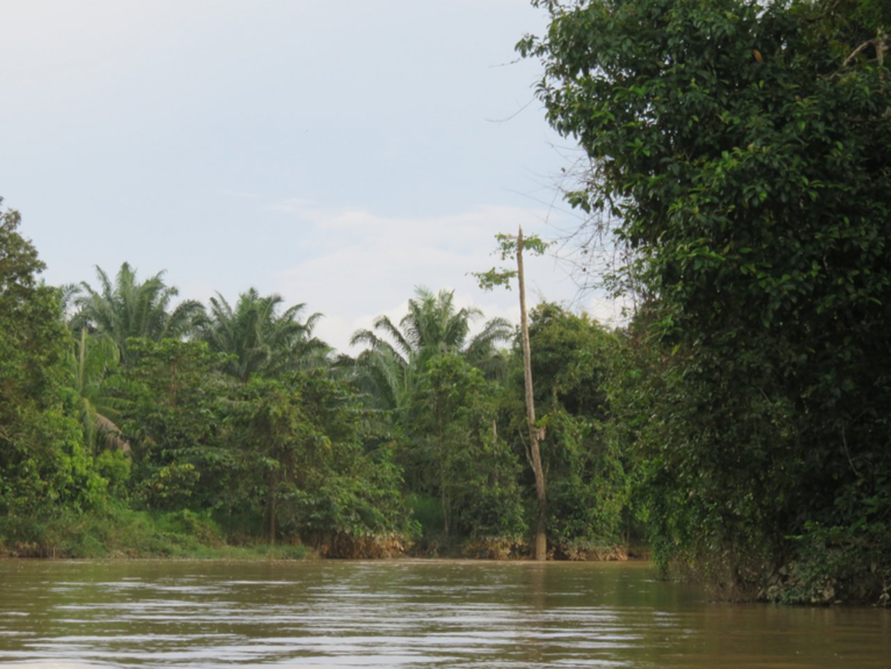 Am Ufer des Kinabatangan Rivers sind gerade mal 1/3 des Regenwalds noch geschützt. 