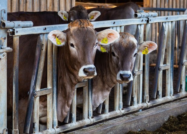Weniger Antibiotika schaden der Tiergesundheit nicht Die Ergebnisse des Projekts ReLait zeigen, dass die Tiergesundheit trotz Antibiotikareduktion auferhalten bleiben könne. (Bild pixabay)