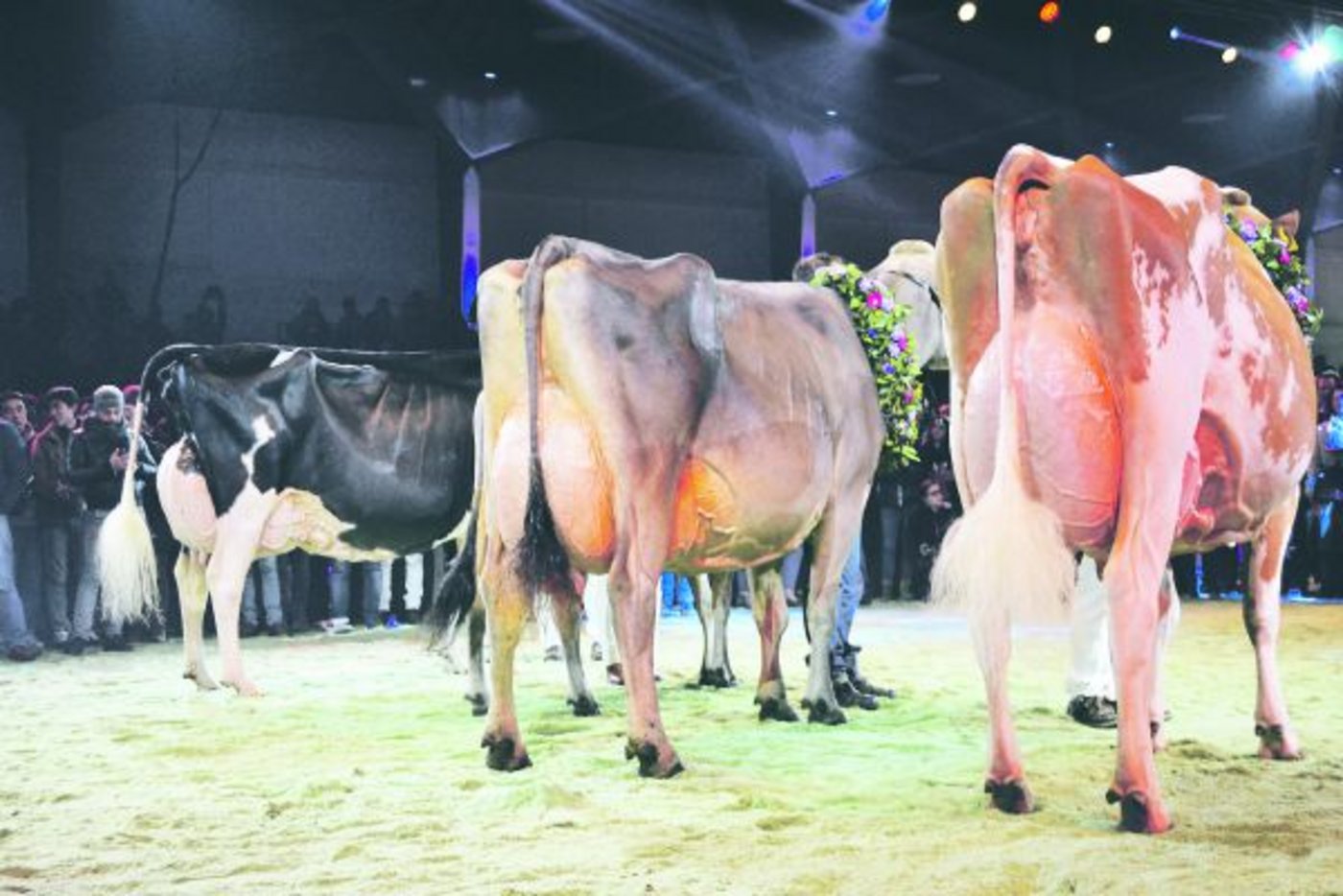 Rindviehausstellungen tragen nicht zur Erhöhung der landwirtschaftlichen Wertschöpfung bei, sagt das Bundesamt und streicht die Absatzförderungen. Die Swiss-Expo verliert rund 70 000 Franken. (Bild jba)