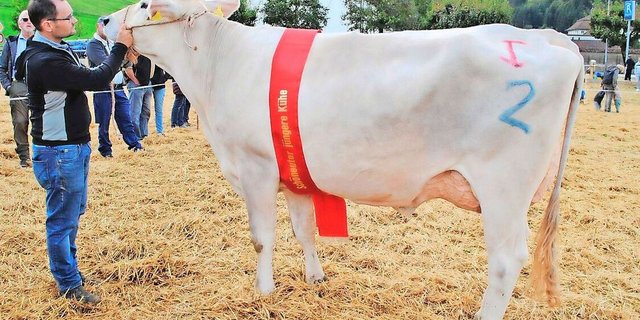 Phil-Kühe wie Paris von Roland Kälin, Euthal, Eutersiegerin in Einsiedeln, überzeugten an den Schwyzer Schauen.