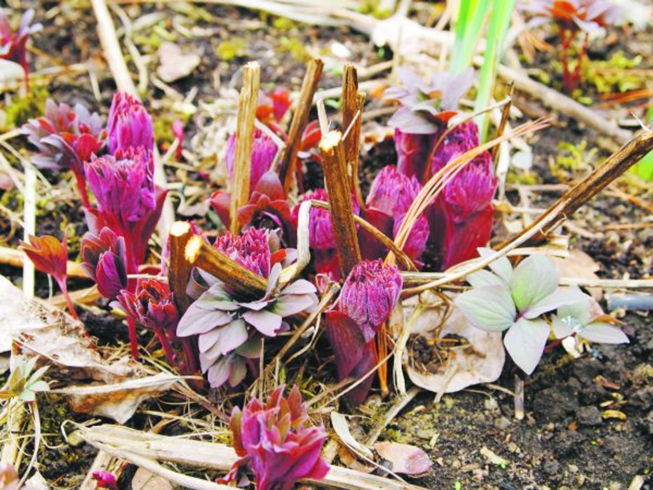 Die Schönheit des Austriebs im Vorfrühling: Bei der Staudenpflege werden die alten Stängel nun endgültig entfernt. (Bild Ruth Bossardt)