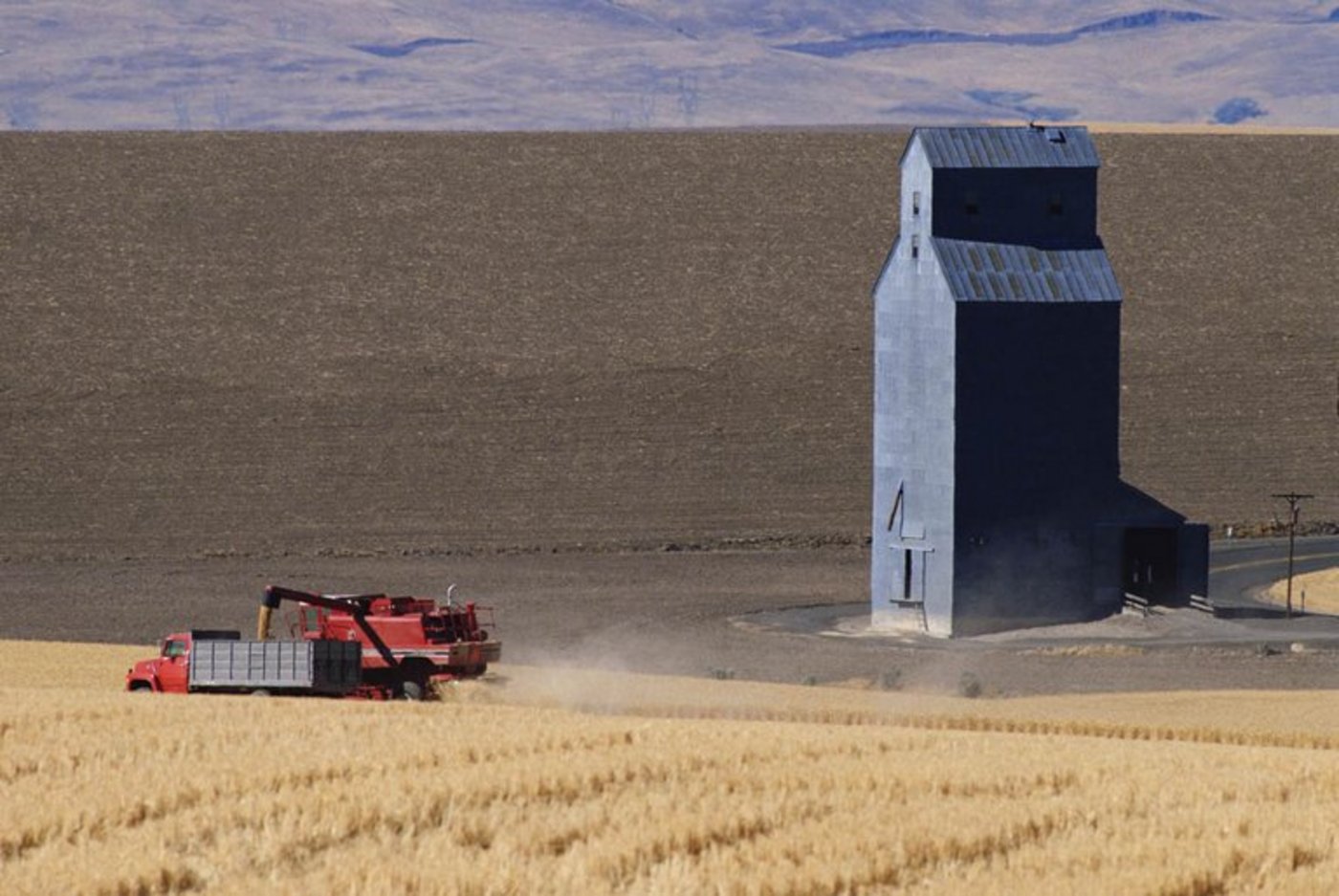 In den USA geht die Weizenproduktion zurück. (Bild mr)