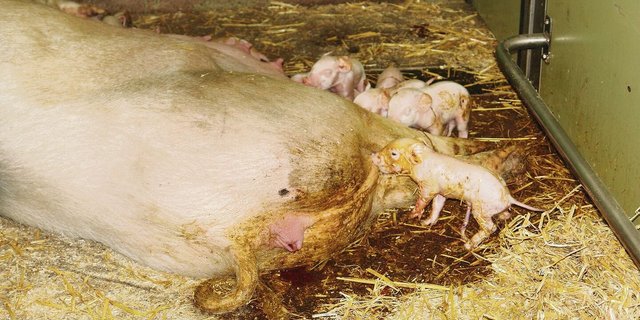 Gehäufte Probleme rund ums Abferkeln sind gemäss Stefan Birrer auch auf die Mykotoxinbelastung von Futter und Beschäftigungsmaterial zurückzuführen.