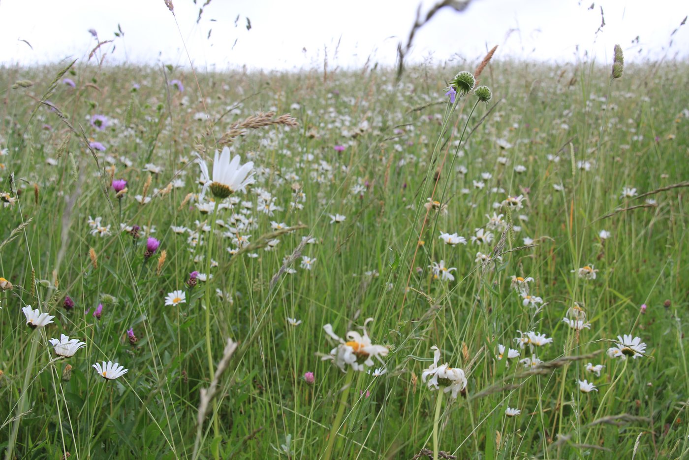 Blumenwiese von Daniel Schellenberg, Schleinikon ZH