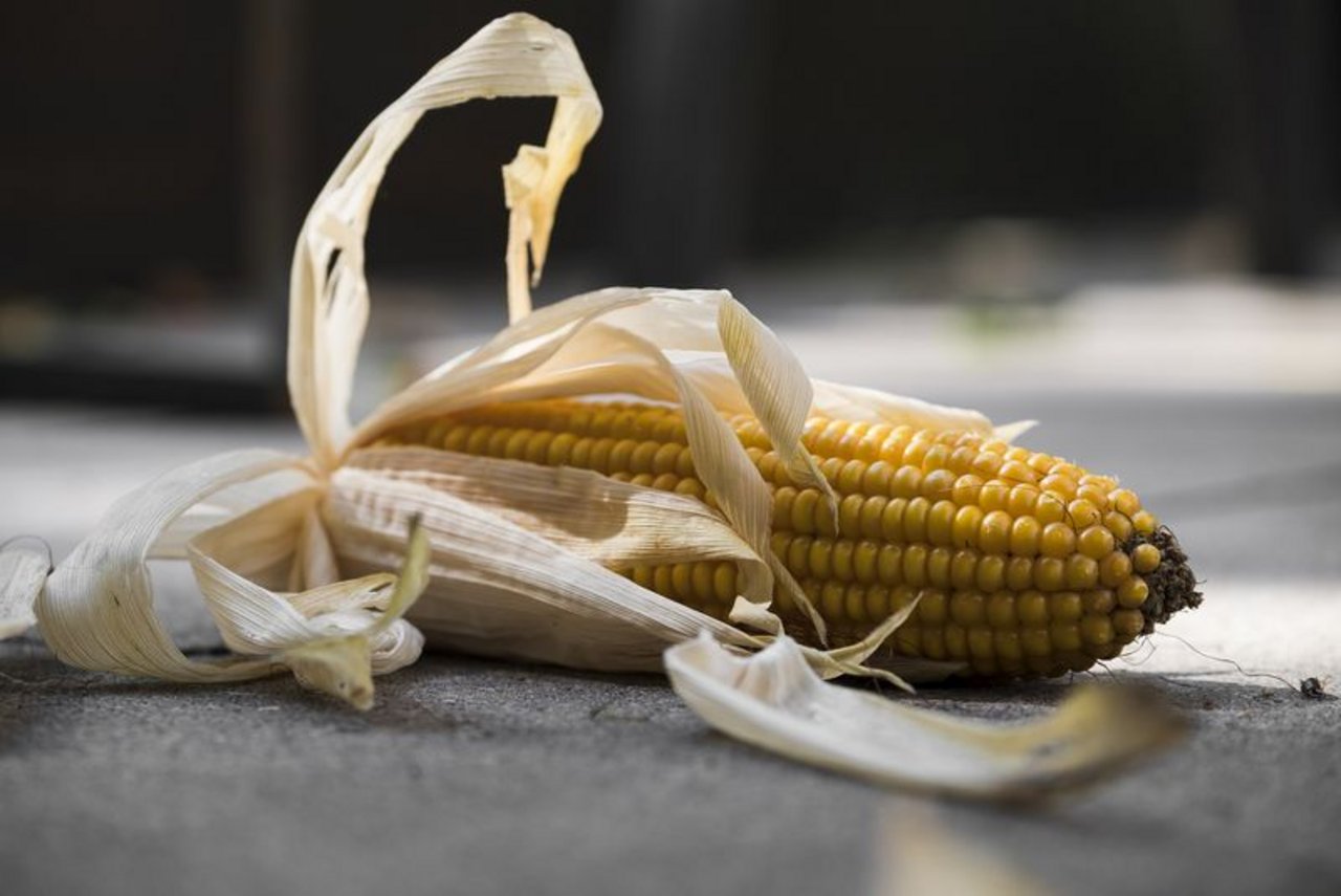 Parallel zu den Neuzulassungen wurden die Zulassungen von drei gentechnisch veränderten Maispflanzen erneuert. (Bild Pixabay)