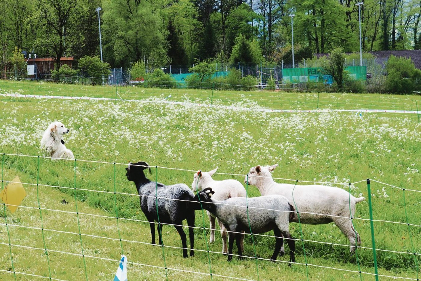 Ein Bild, an das man sich zunehmend gewöhnt: Am Herdenschutztag vom 28. April waren auch  Herdenschutzhunde zu begutachten. (Bilder Christian Weber)