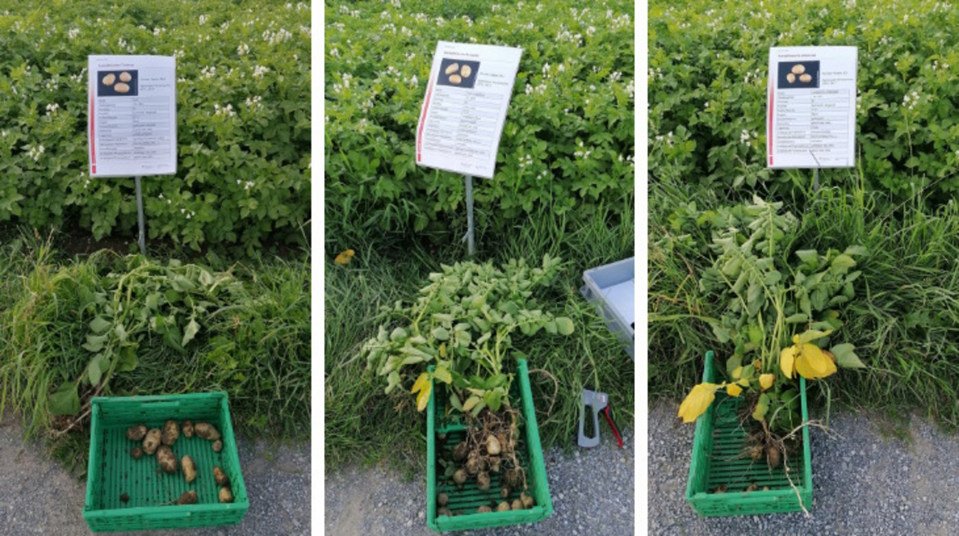 Die drei Sorten Twinner, Acoustic und Almonda (v.l.n.r.) wurden miteinander verglichen. (Bild bab)