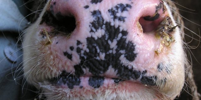 Das Virus ist für Menschen nicht gefährlich und die Fleisch, Milch sowie daraus hergestellte Erzeugnisse können ohne Bedenken verzehrt werden. (Bild BauZ)