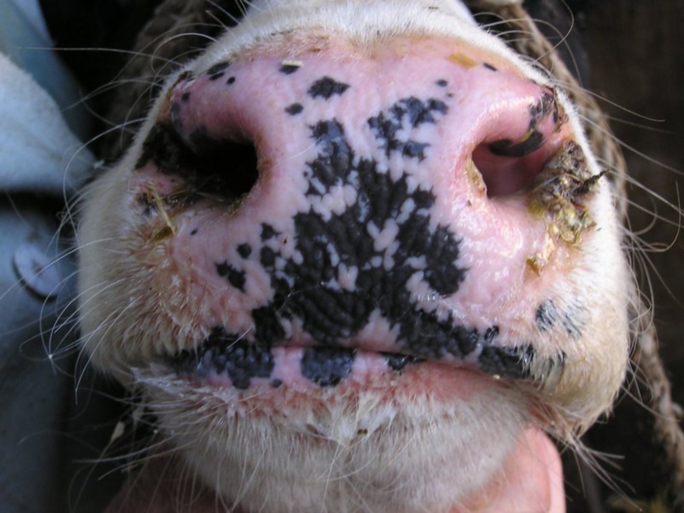 Das Virus ist für Menschen nicht gefährlich und die Fleisch, Milch sowie daraus hergestellte Erzeugnisse können ohne Bedenken verzehrt werden. (Bild BauZ)