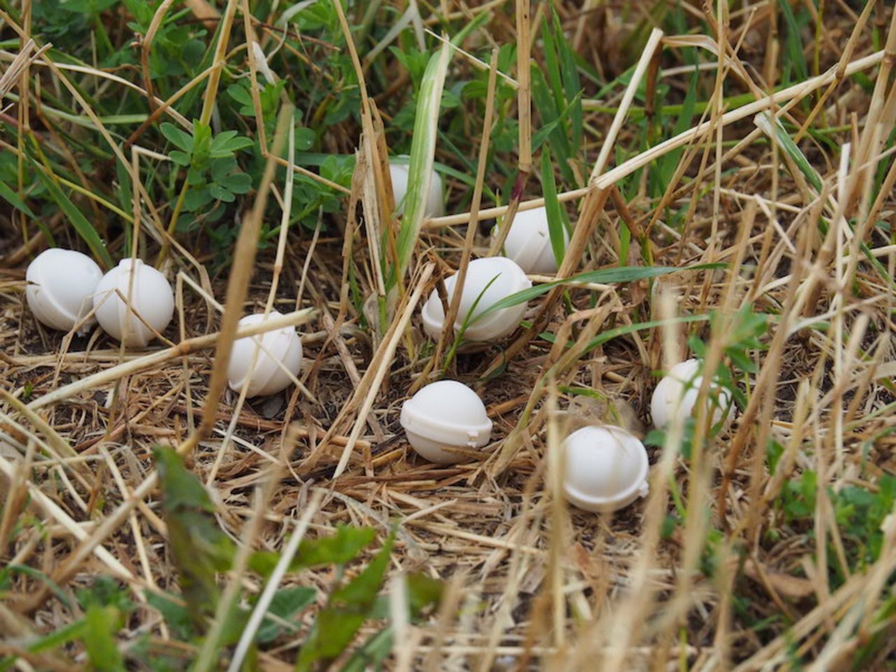 Diese Schlupfwespen werden die Kugeln verlassen und sich im Umkreis von 15 Metern auf die Suche nach Maiszünslern machen, um dort ihre Eier in diejenigen des Zünslers zu legen.
