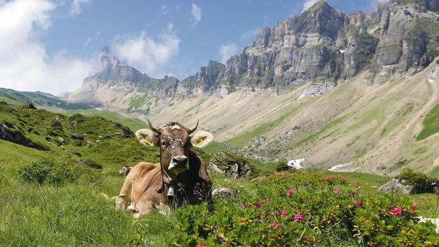 Gesunde Rinder auf der Alp machen sowohl den Hirten wie auch den Tierbesitzern Freude.