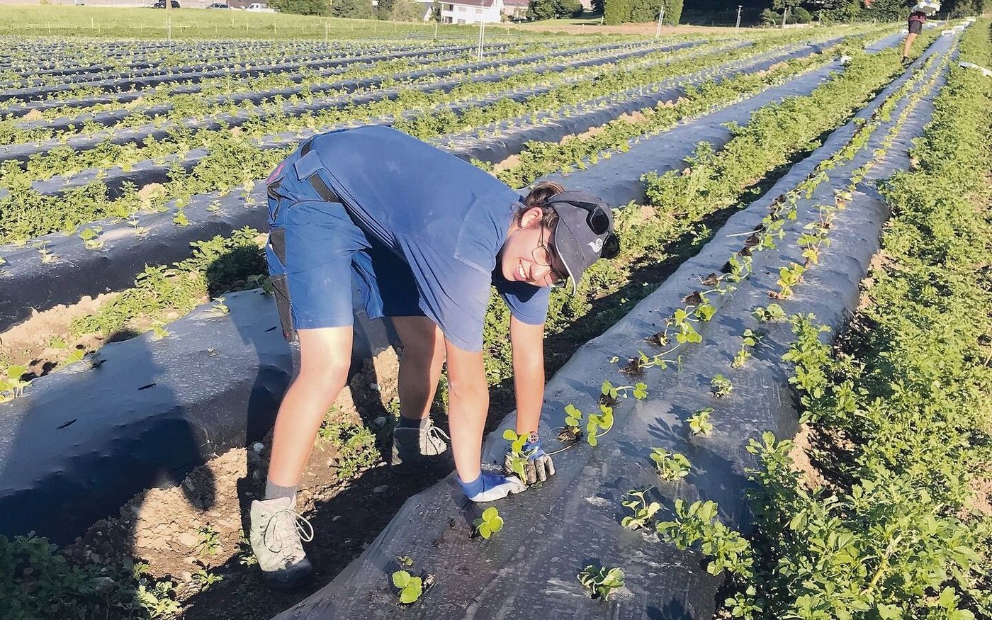 Die Erdbeersetzlinge zu setzen war anstrengend, aber Jasmin Zürrer hat es gefallen.