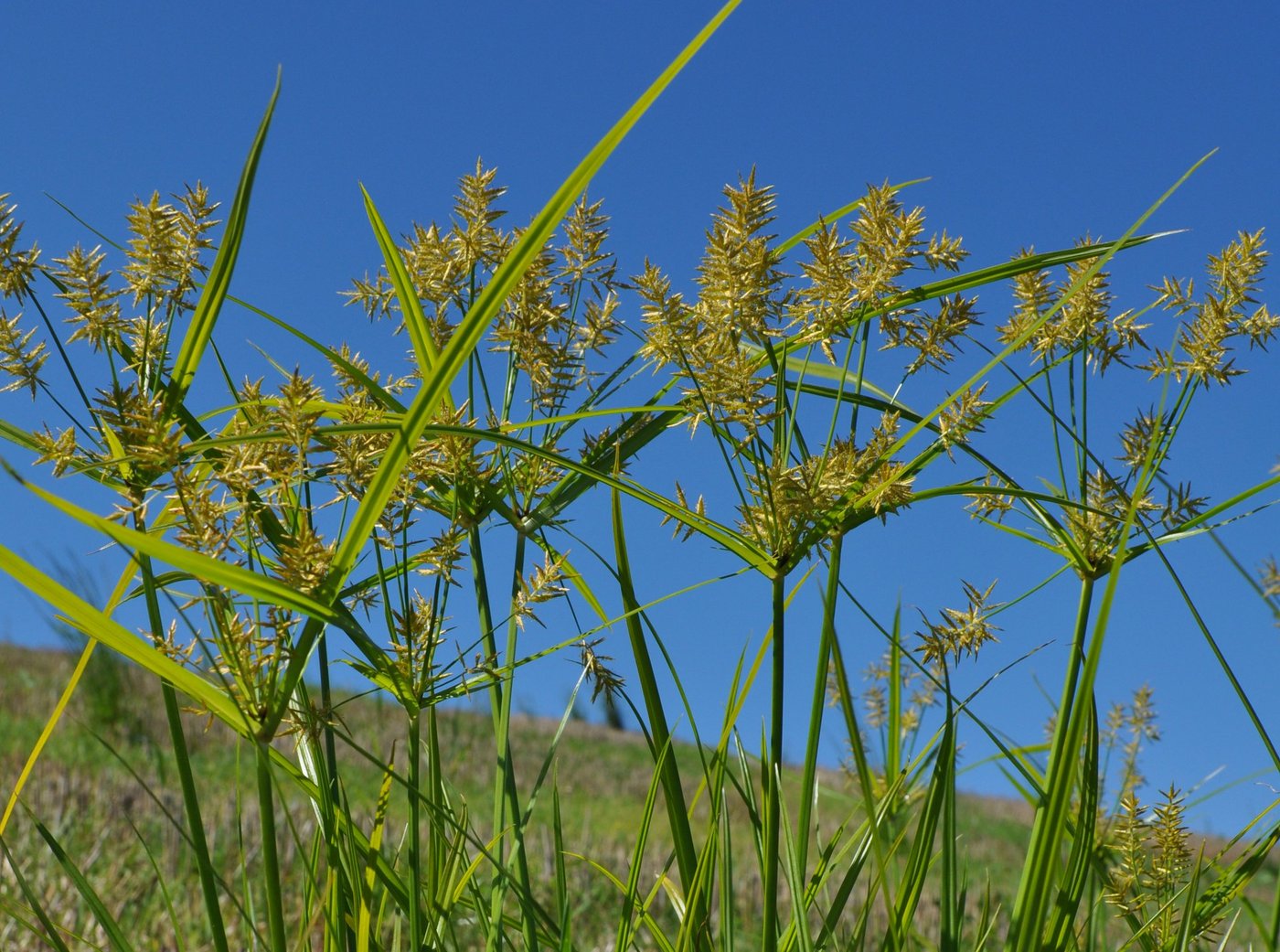 Hartnäckige Problempflanze: Rund 25 landwirtschaftliche Parzellen sind im Kanton Luzern vom Erdmandelgras befallen.  Die Befallsherde sollen nun konsequent saniert werden. (Bild hh)