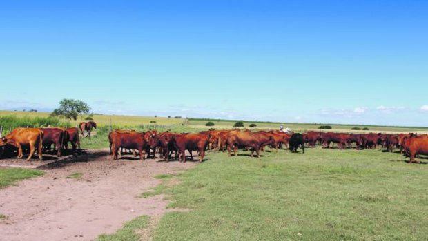 Red-Angus-Mutterkuhherde in der argentinischen Pampa rund 300 Kilometer westlich von Buenos Aires. (Bild Hans Rüssli)