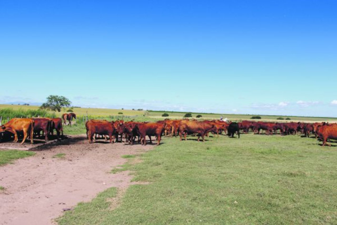 Red-Angus-Mutterkuhherde in der argentinischen Pampa rund 300 Kilometer westlich von Buenos Aires. (Bild Hans Rüssli)