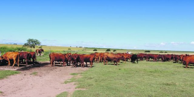 Red-Angus-Mutterkuhherde in der argentinischen Pampa rund 300 Kilometer westlich von Buenos Aires. (Bild Hans Rüssli)