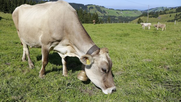 Schweizer Kühe fressen hauptsächlich Raufutter wie Gras. (Bild lid/ji)