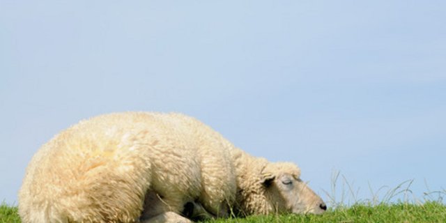 Höhere Schutzmassnahmen vor dem Wolf ermöglichen den Schafen unbesorgte Schläfchen auf der Weide. (Bild Fotolia)