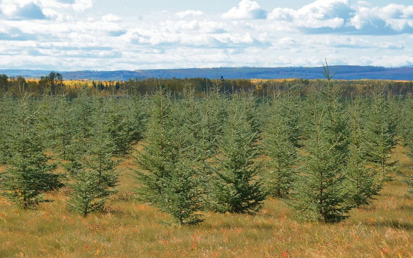 In den 1990er-Jahren kaufte eine englische Firma gerodetes Land und setzte Tannen, um CO2 zu kompensieren.