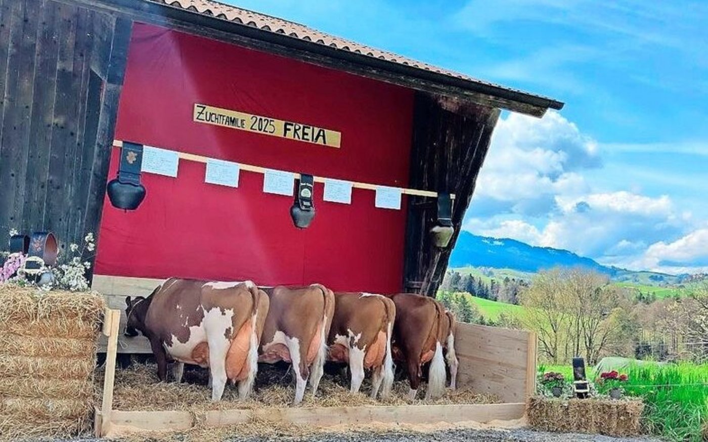 Die starke Zuchtfamilie mit 94 Punkten Pierolet Freia von Florian Nydegger. 