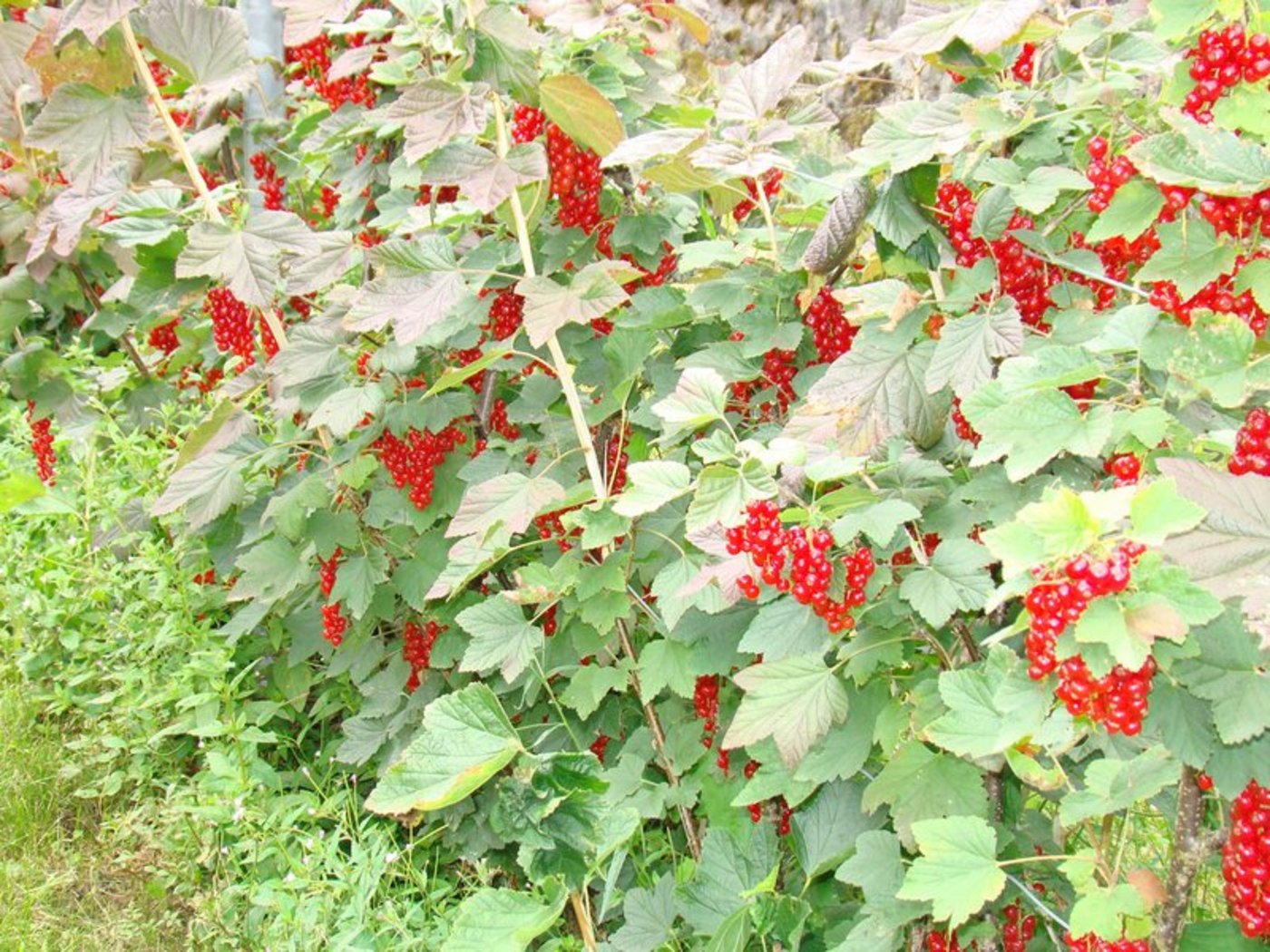 Es existieren rund 150 verschiedene Johannisbeeren-Arten. (Bild landwirtschaft.ch)