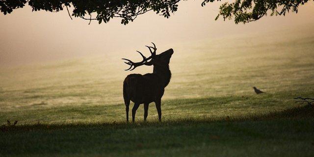 Wölfe bilden bevorzugt Rudel in Gebieten mit viel Beute – z. B. Rothirsche. (Bild Pixabay)