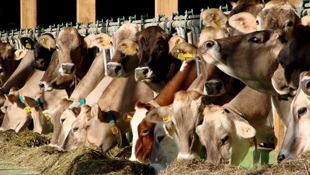 n Schweizer Futtertrögen landen nur GVO-freie Futterpflanzen. Dennoch ist eine Auslobung meist nicht möglich. (Bild Beat Hopfengärtner/landwirtschaft.ch)