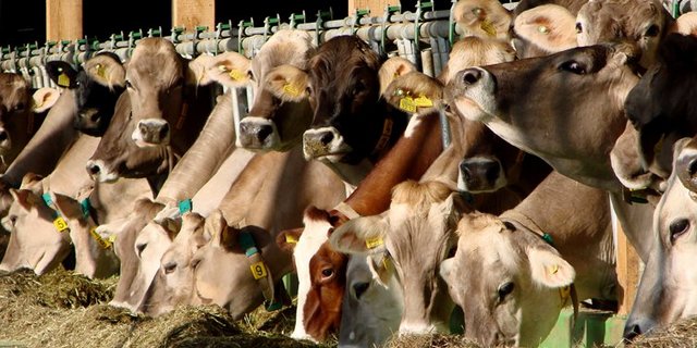 n Schweizer Futtertrögen landen nur GVO-freie Futterpflanzen. Dennoch ist eine Auslobung meist nicht möglich. (Bild Beat Hopfengärtner/landwirtschaft.ch)