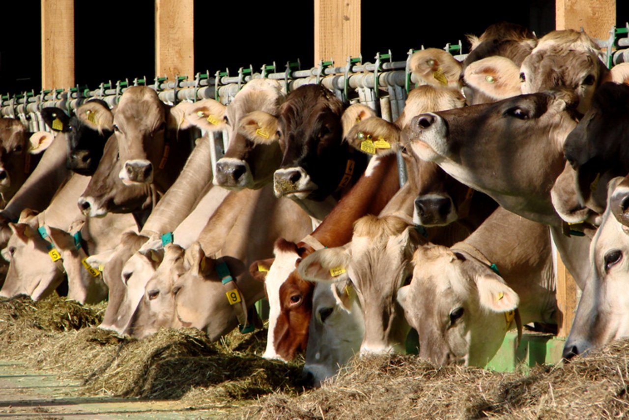 n Schweizer Futtertrögen landen nur GVO-freie Futterpflanzen. Dennoch ist eine Auslobung meist nicht möglich. (Bild Beat Hopfengärtner/landwirtschaft.ch)