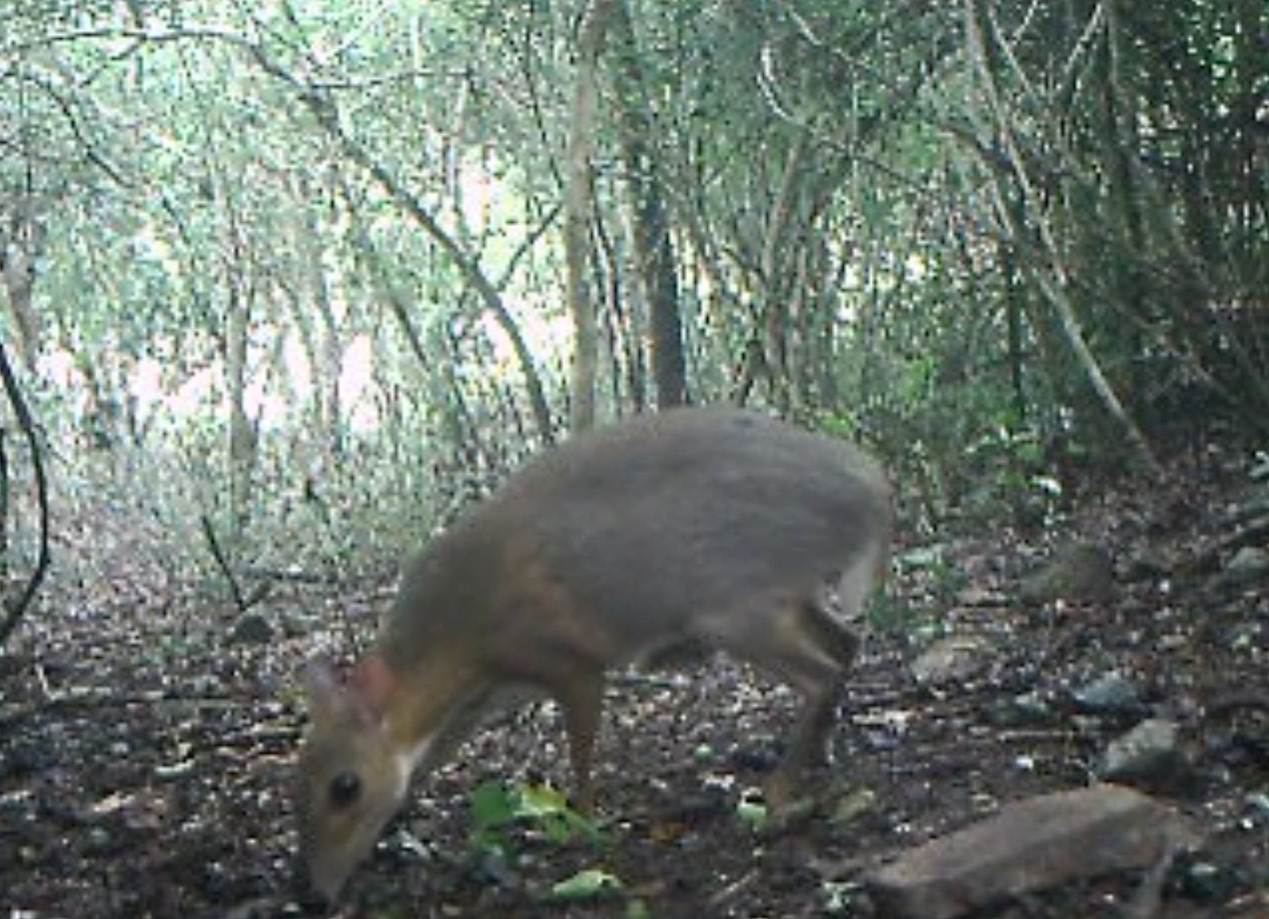 Das Vietnam-Katschil ist wieder da. (Screenshot Geo)