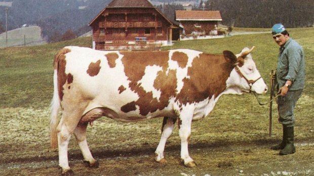 Topper Edelweiss von Hansruedi Stalder, Bühl, Eggiwil. Edelweiss gab in der 1. Laktation 5242 kg Milch.