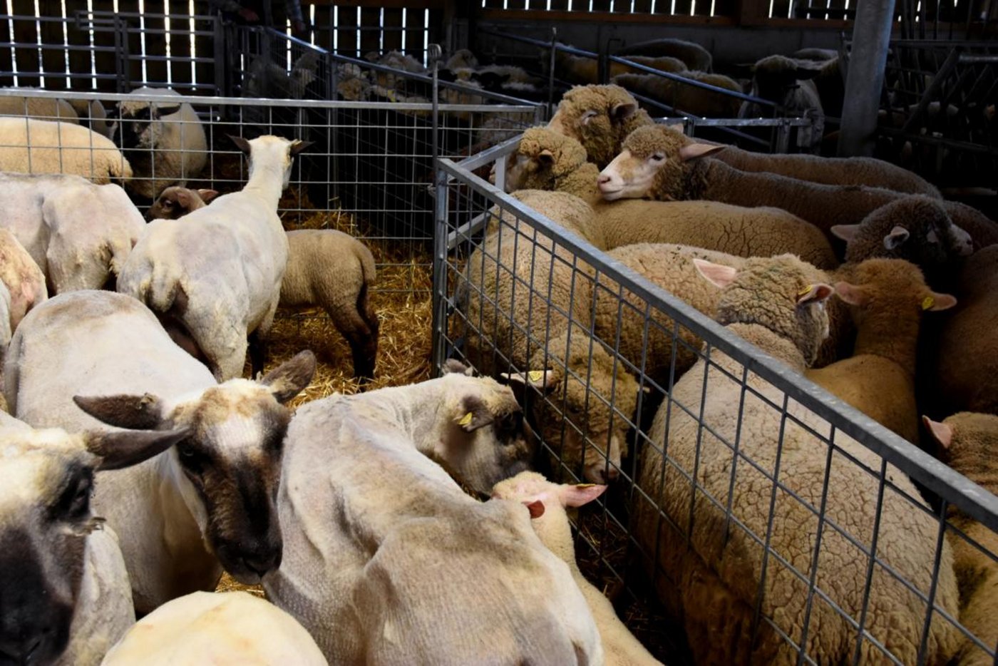 Geschorene Schafe (links) und ungeschorene Schafe (rechts).