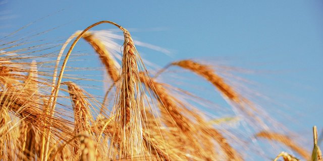 2020 war ein gutes Jahr für die Wintergerste. Dies zeigten auch die Sortenversuche von Swiss Granum und Agroscope, die neue Sorten auf Ertrag und Qualität untersuchten. (Bild BauZ)