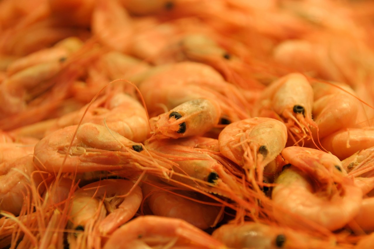 In der Schweiz sollen künftig auch Shrimps gezüchtet werden. (Bild pd)
