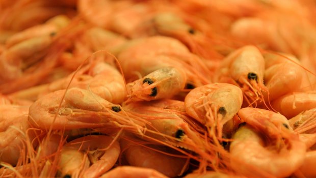 In der Schweiz sollen künftig auch Shrimps gezüchtet werden. (Bild pd)