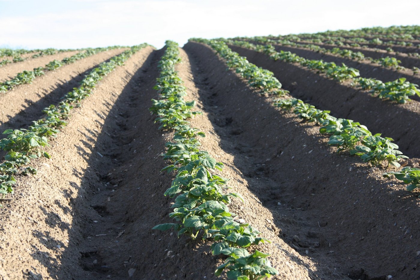 Durch die vom Dyker gemachten Löcher, fliesst Wasser tiefer in den Boden und nicht nur als Oberflächenwasser ab. (Bild aw)