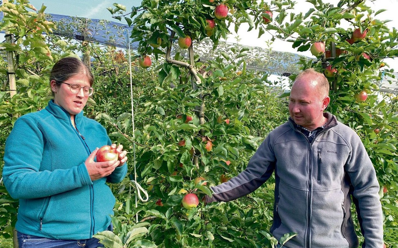 Christoph und Alexandra Habermacher beurteilen in ihrer Obstanlage den verbliebenen Behang. Bald werden auch diese Jonagold geerntet. 