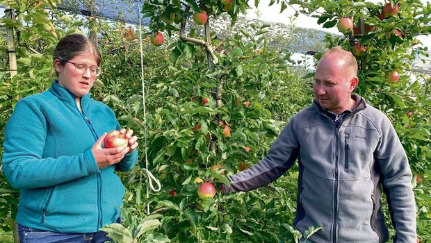 Christoph und Alexandra Habermacher beurteilen in ihrer Obstanlage den verbliebenen Behang. Bald werden auch diese Jonagold geerntet. 